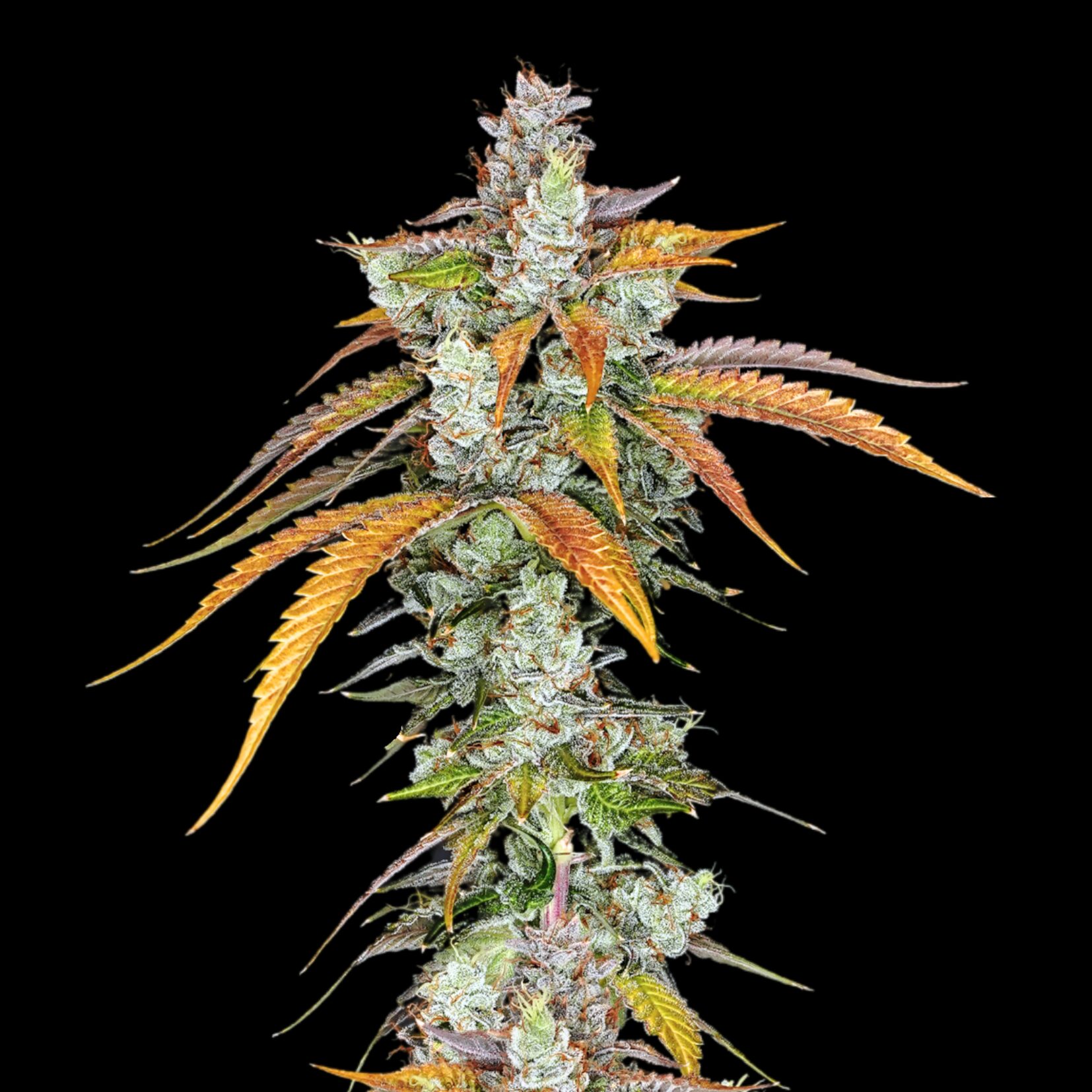 Bad Betty flower - Wojoco