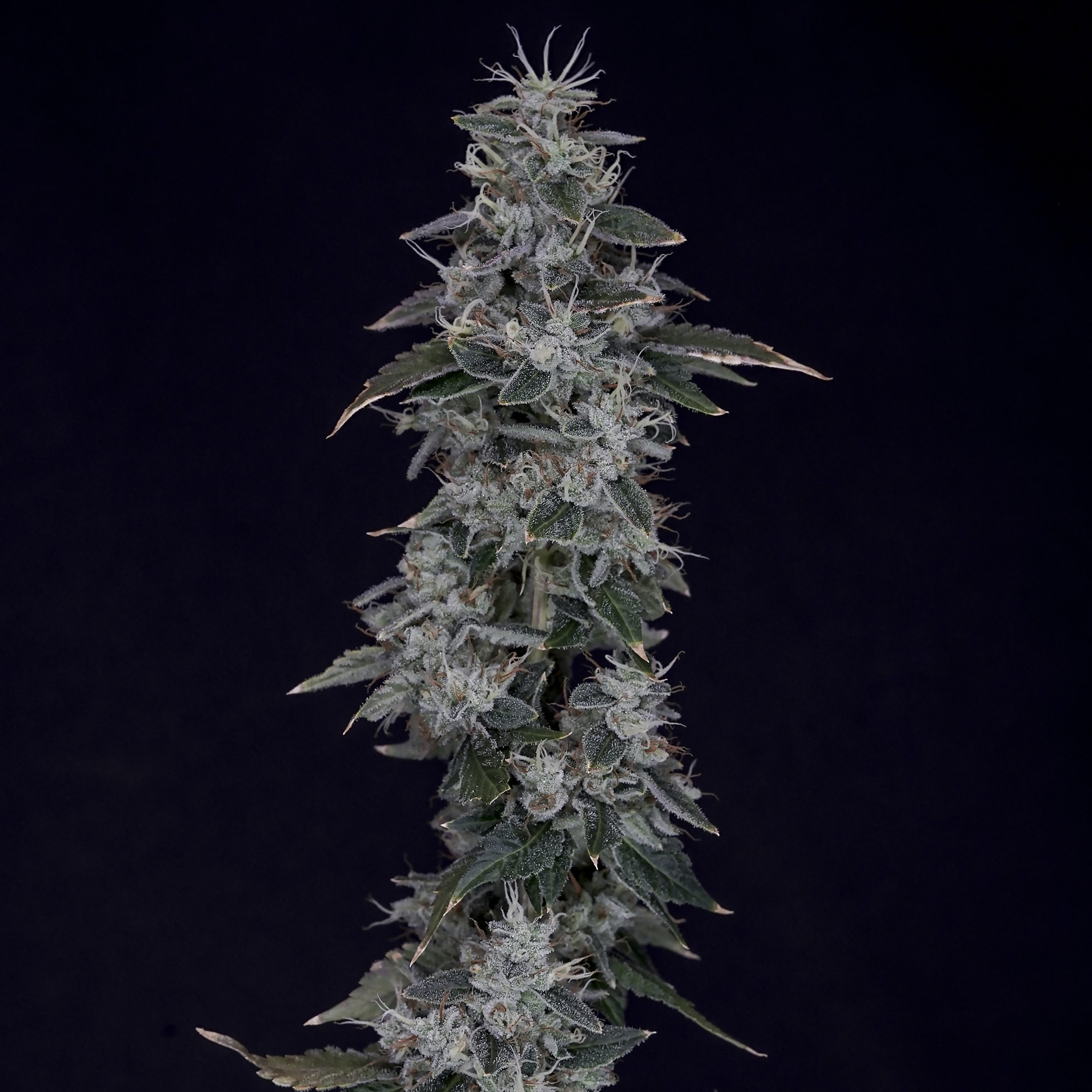Skynet flower - Wojoco