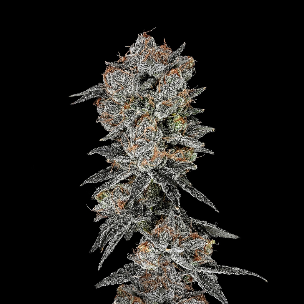 Bukbuk Bobuk flower - Wojoco