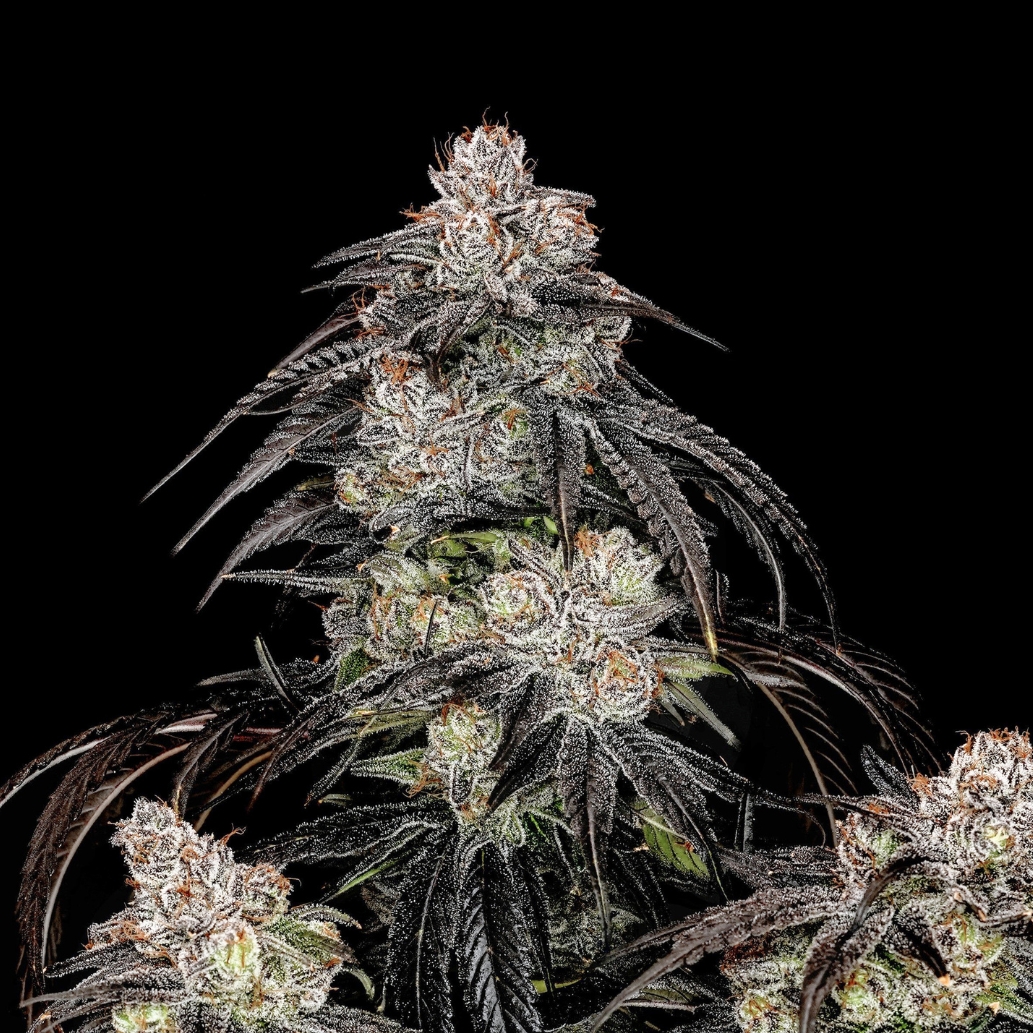 Cherry Punch flower - Wojoco