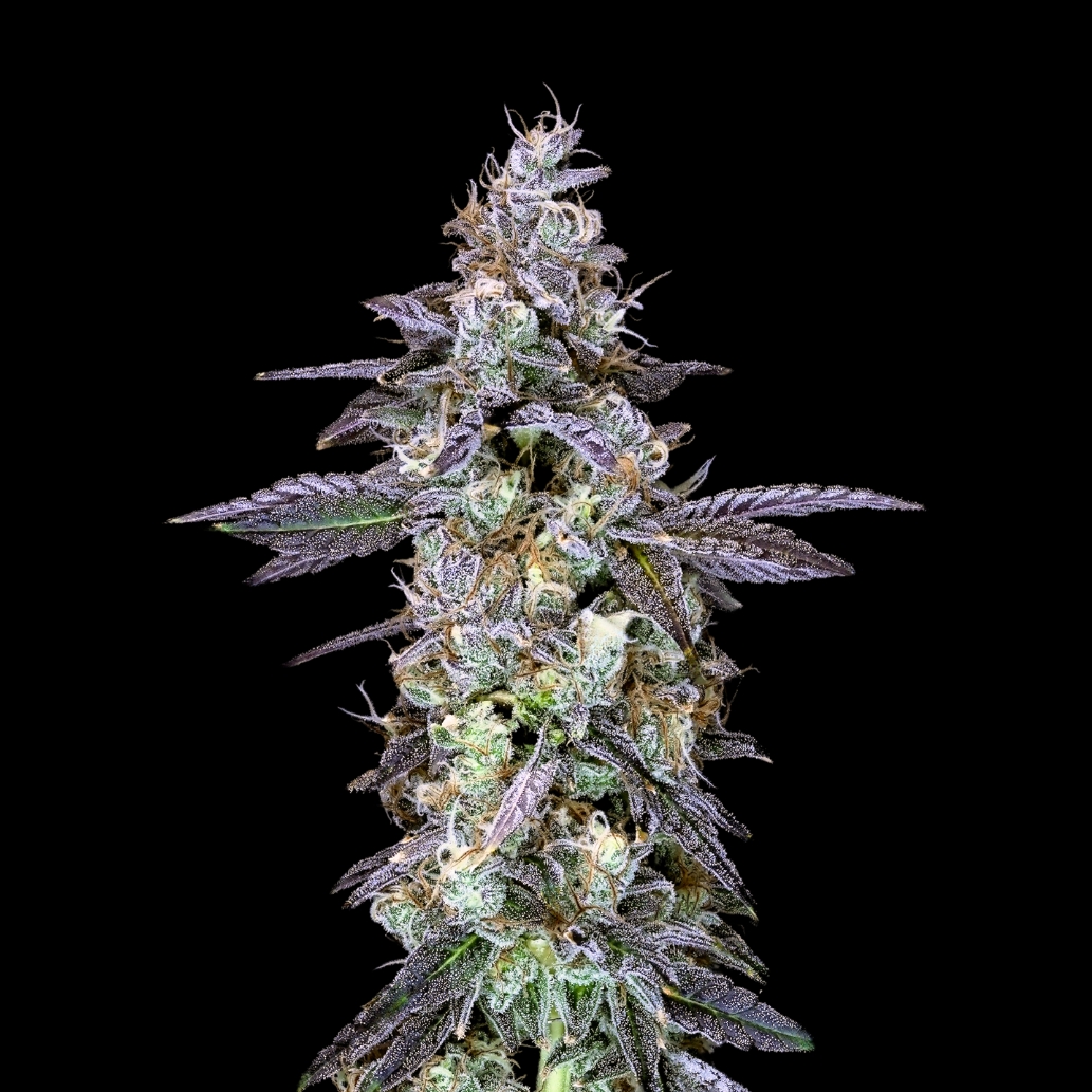 Garlic Breath flower - Wojoco
