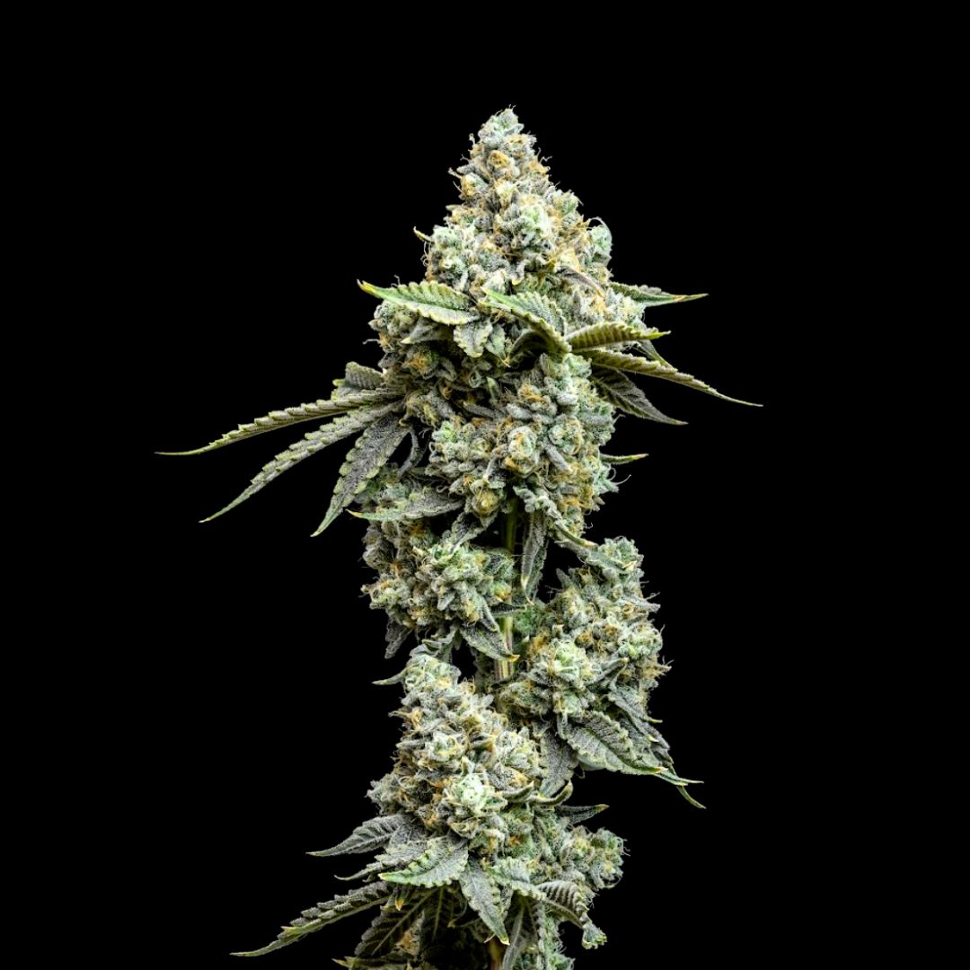 Puro Loco flower - Wojoco