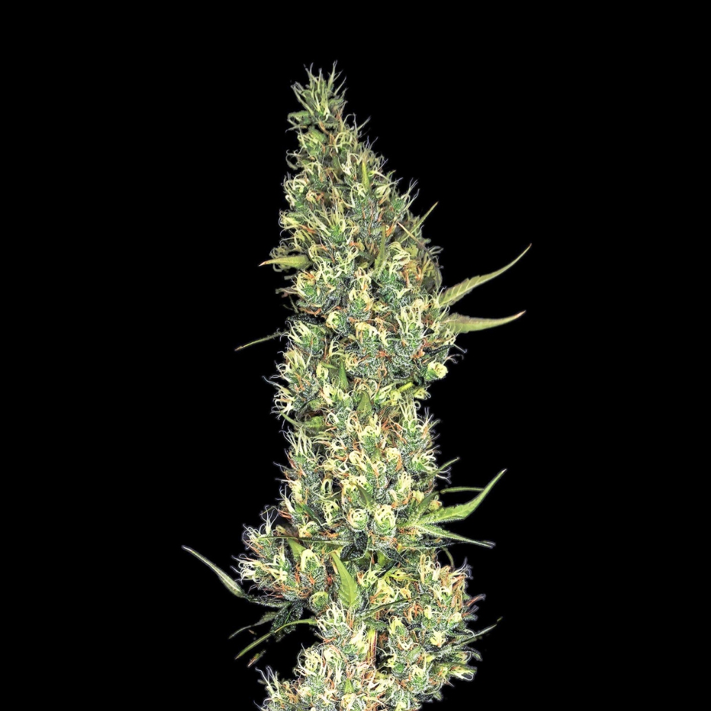 Berry Blackout flower - Wojoco