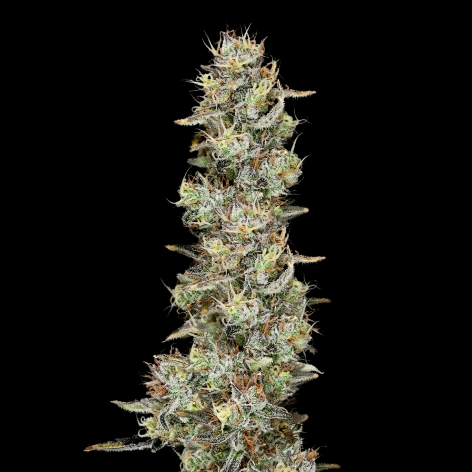 Tangerine Limousine flower - Wojoco