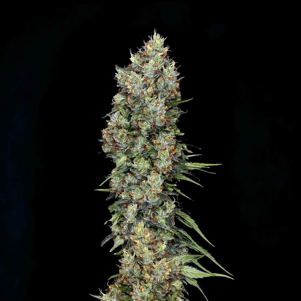 Bloom Smoothie flower - Wojoco