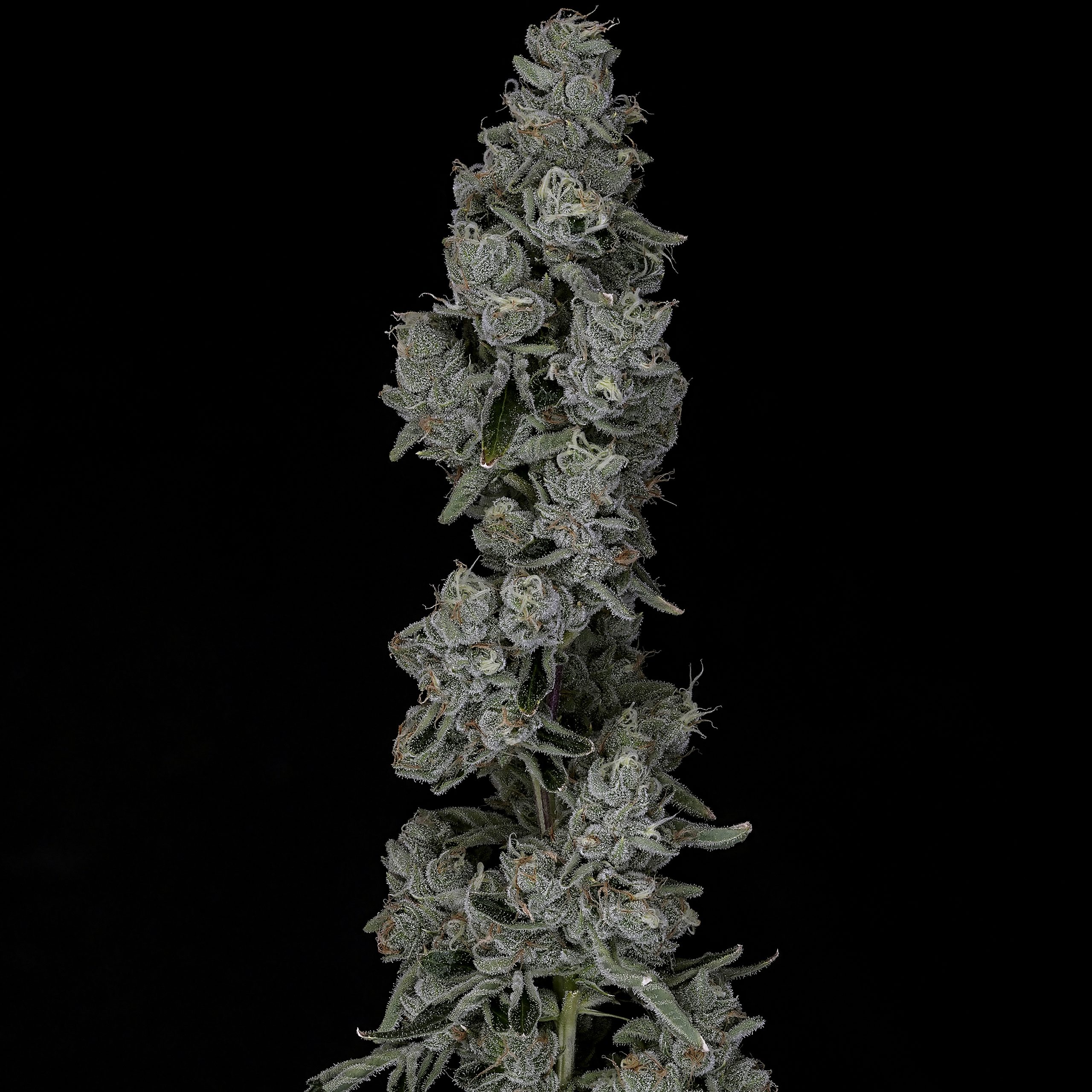 Buzzcotti flower - Wojoco