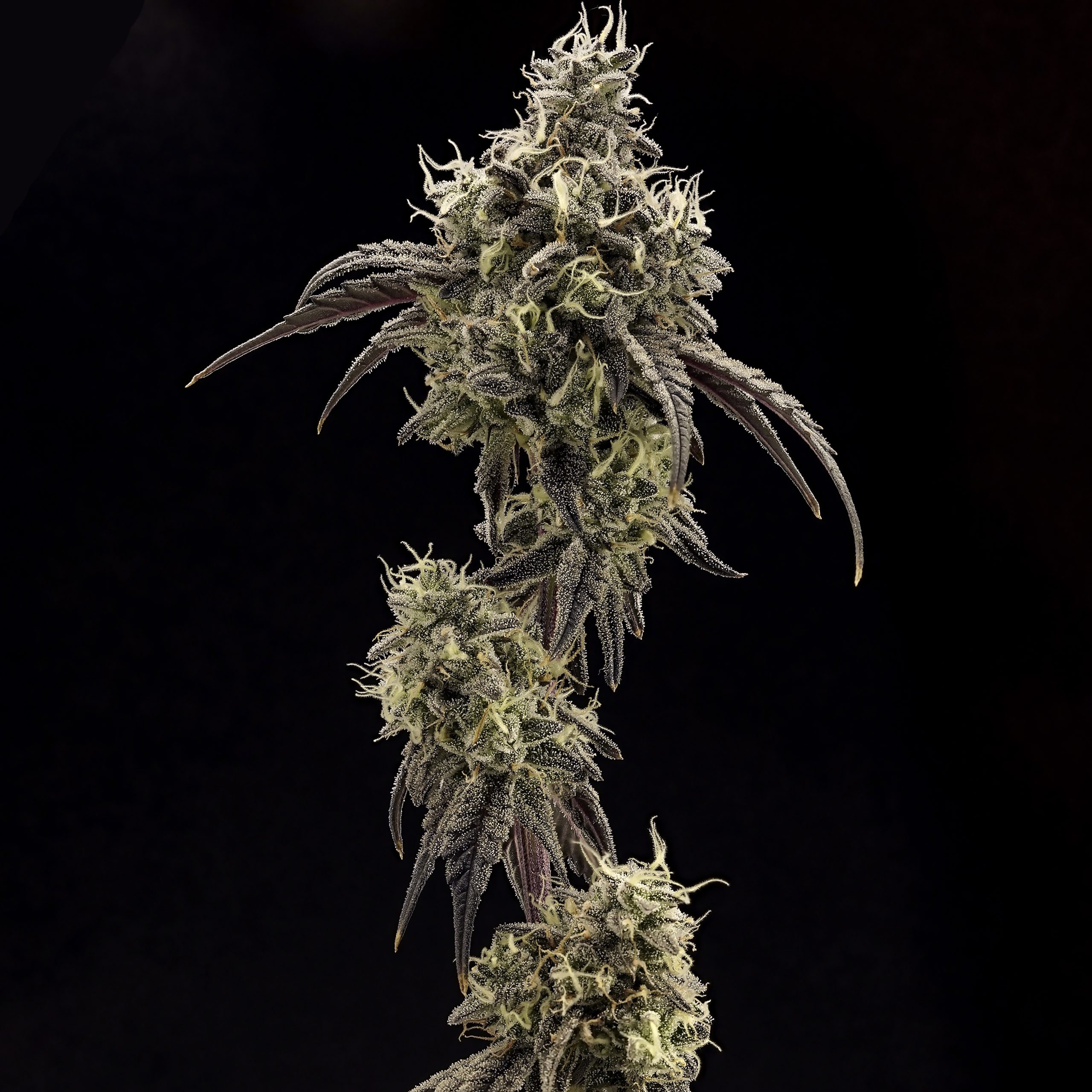 Steelhead flower - Wojoco