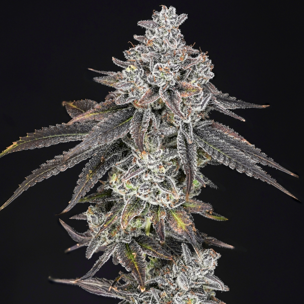 Swagyu flower - Wojoco