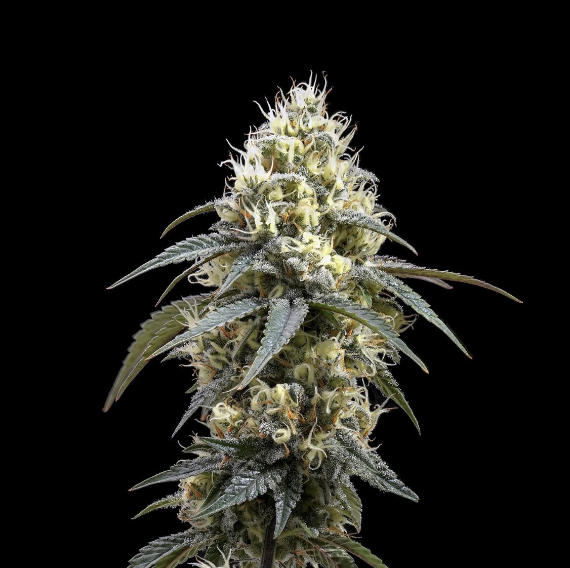 Big Papa flower - Wojoco