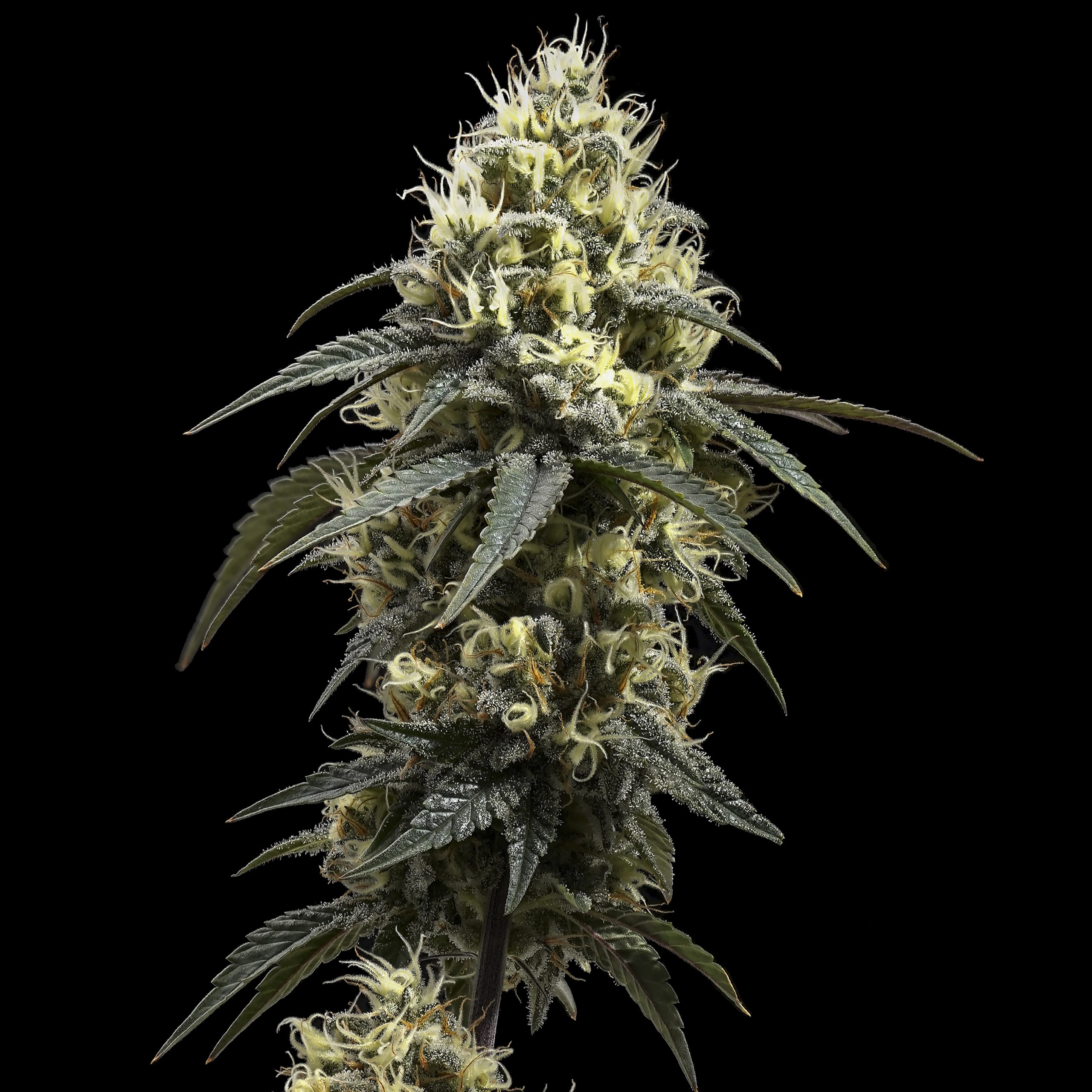Big Papa flower - Wojoco