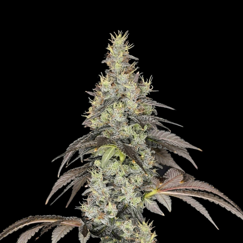 Donny Double flower - Wojoco