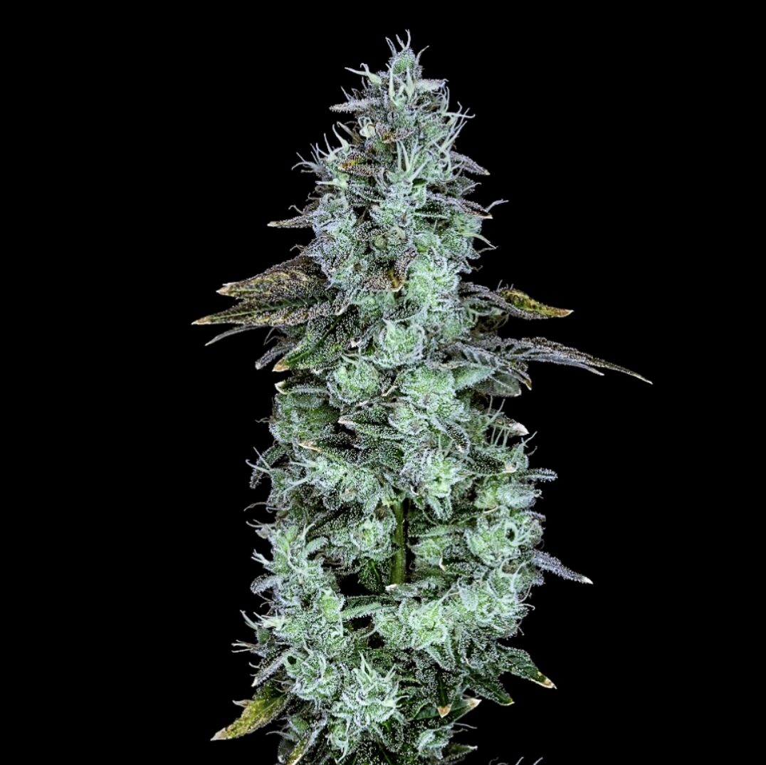 Donny Double flower - Wojoco
