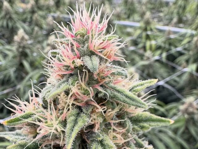 Why Are Some Cannabis Strains Pink?