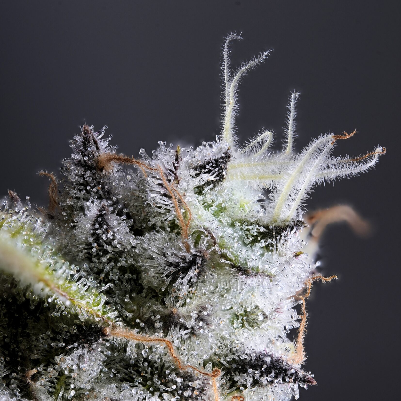 Banana Boat wax - Wojoco