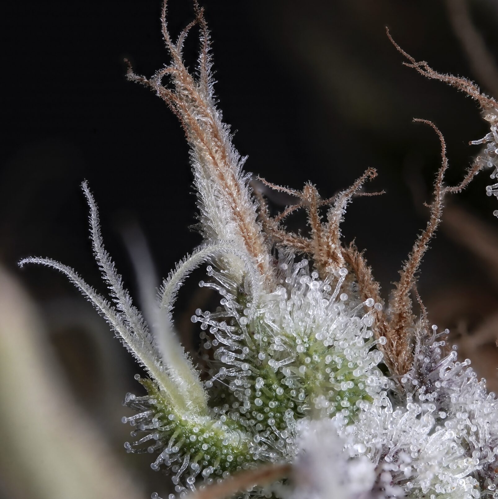 The Hive wax - Wojoco