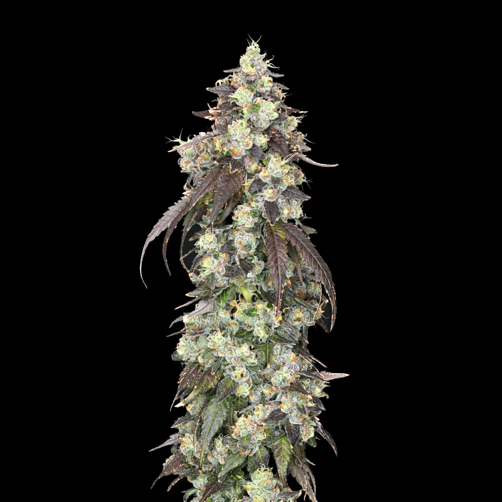 Brain Stain flower - Wojoco