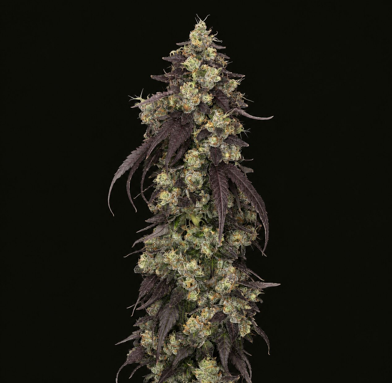 Brain Stain flower - Wojoco
